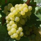 TABLE grape-1688607_1920